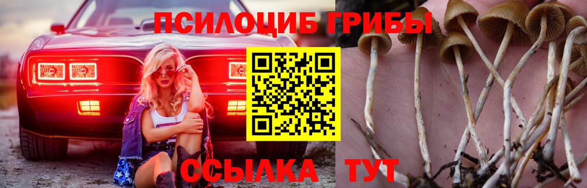 Будённовск  Псилоцибиновые грибы Magic Shrooms  Вход с VPN 